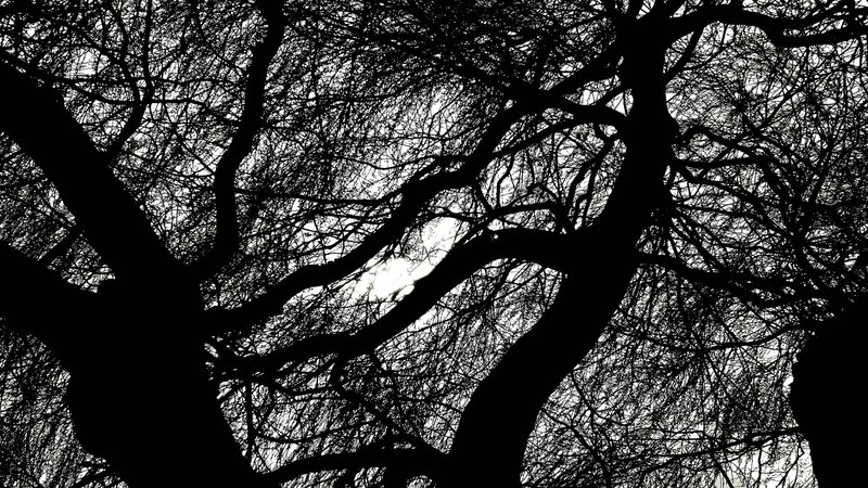 Silhouette of Tree Branches — Black, Dramatic