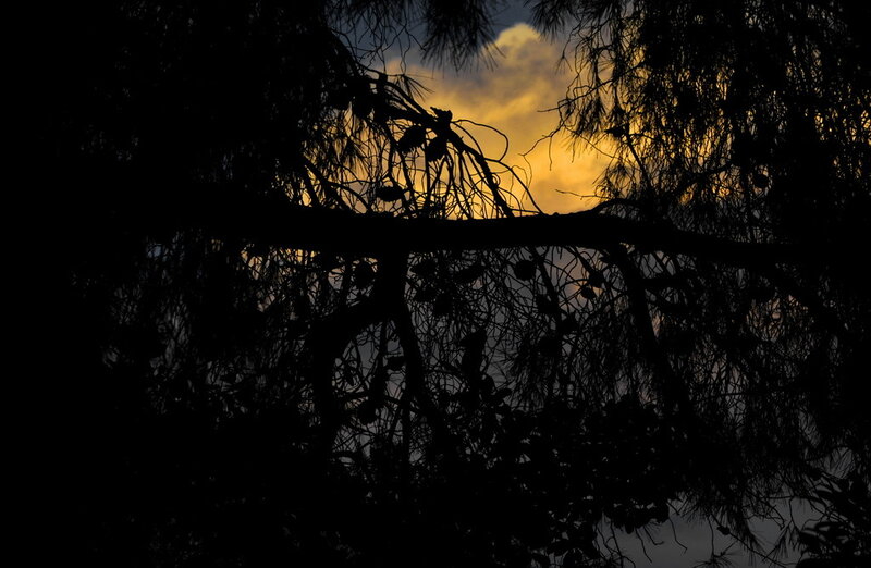 Silhouette of Tree Branches — Black
