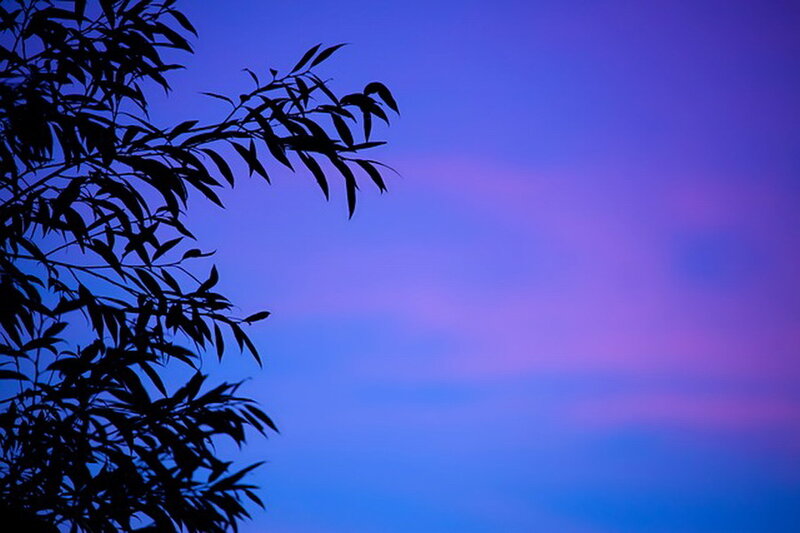 Silhouette of Tree Branches — Blue, Serene