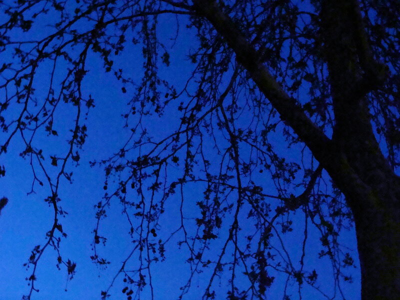 Silhouette of Tree Branches — Blue