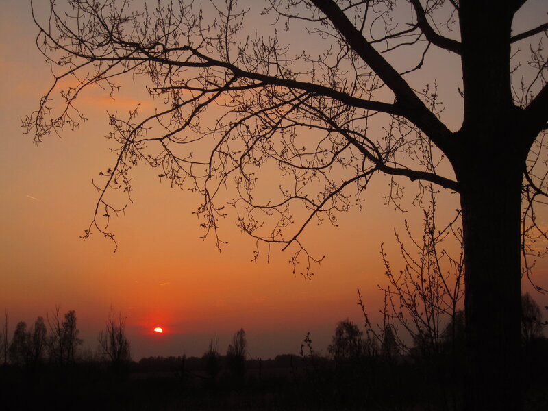 Silhouette of Tree Branches — Orange, Serene, Sunset