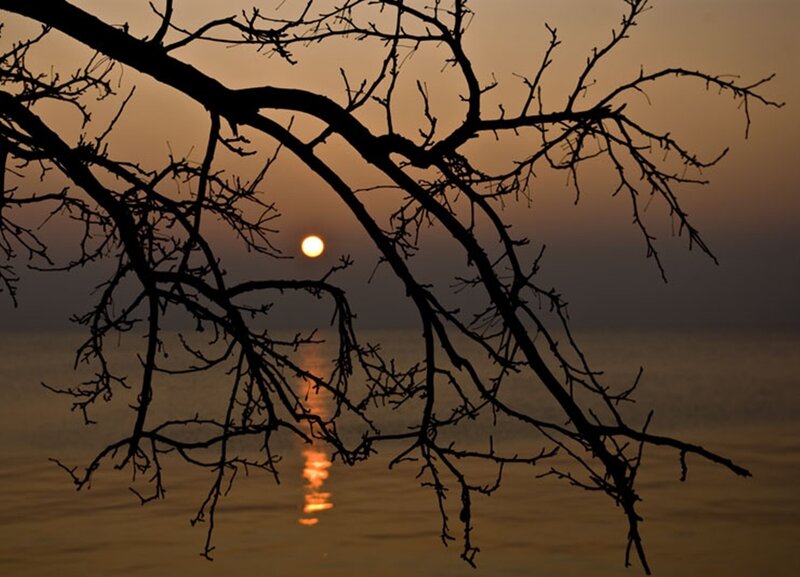 Silhouette of Tree Branches — Orange, Serene