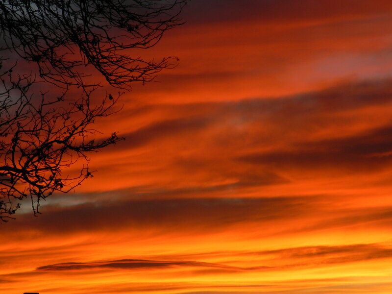 Silhouette of Tree Branches — Orange