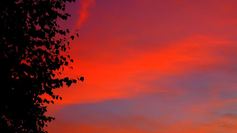 Silhouette of Tree Branches — Red