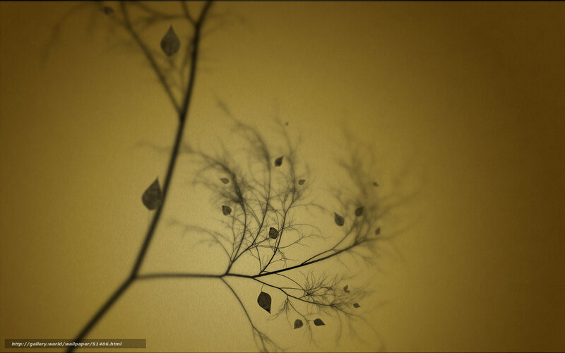 Silhouette of tree branches