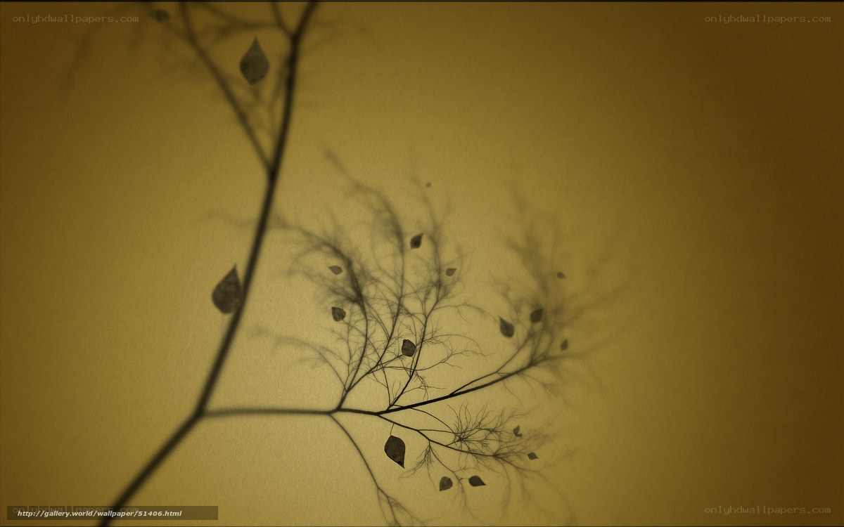 Silhouette of tree branches