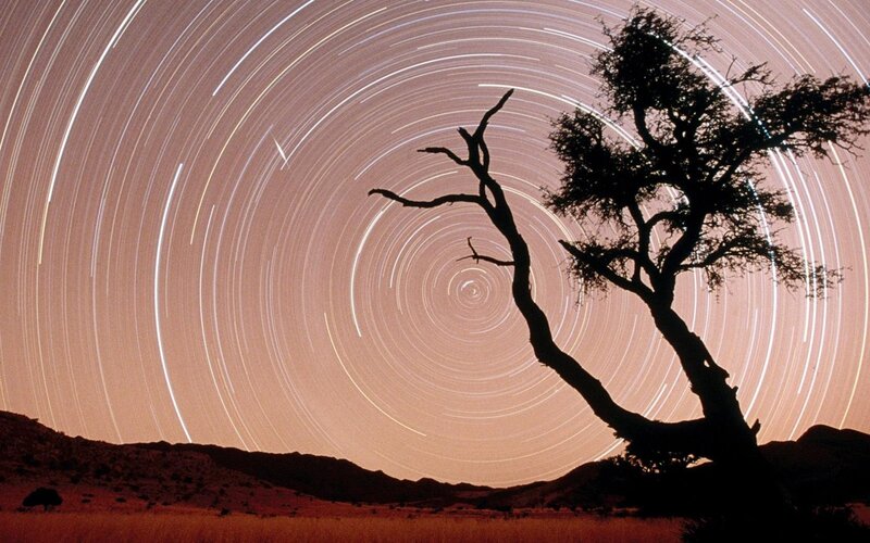 Silhouette of Tree — Brown, Serene, Night, Photograph