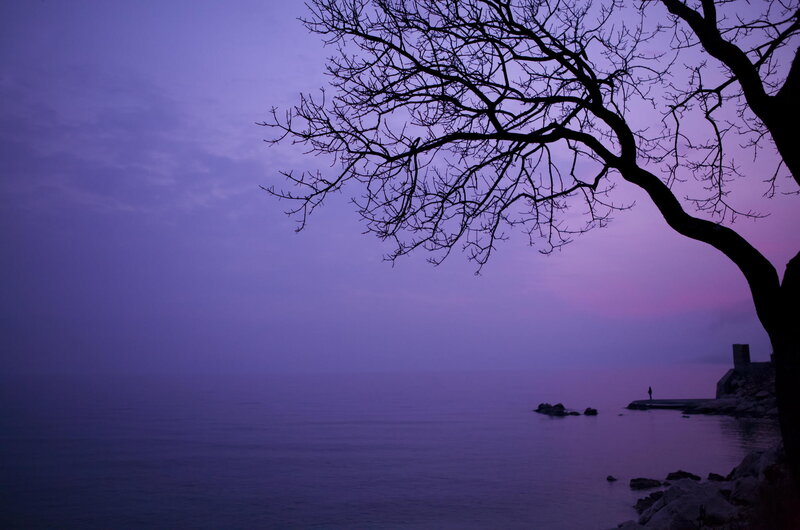 Silhouette of Tree by Sea — Purple