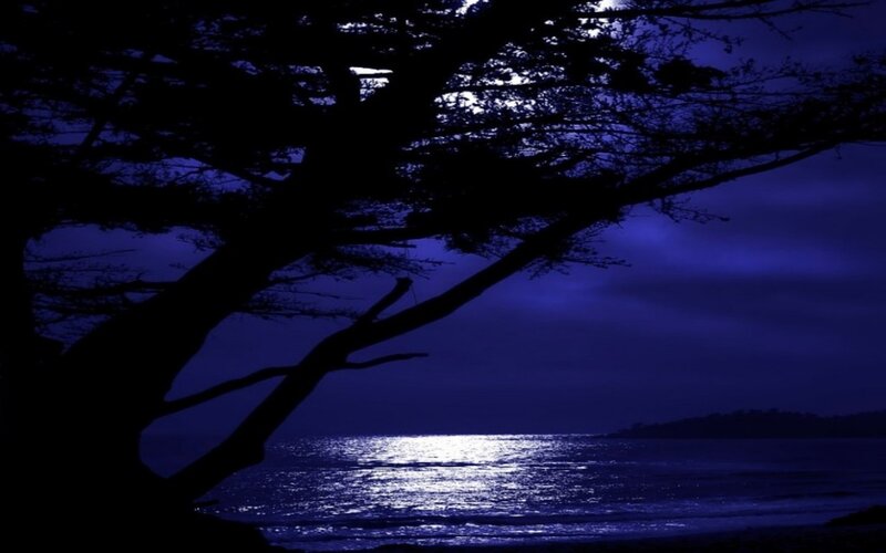 Silhouette of Tree by Sea