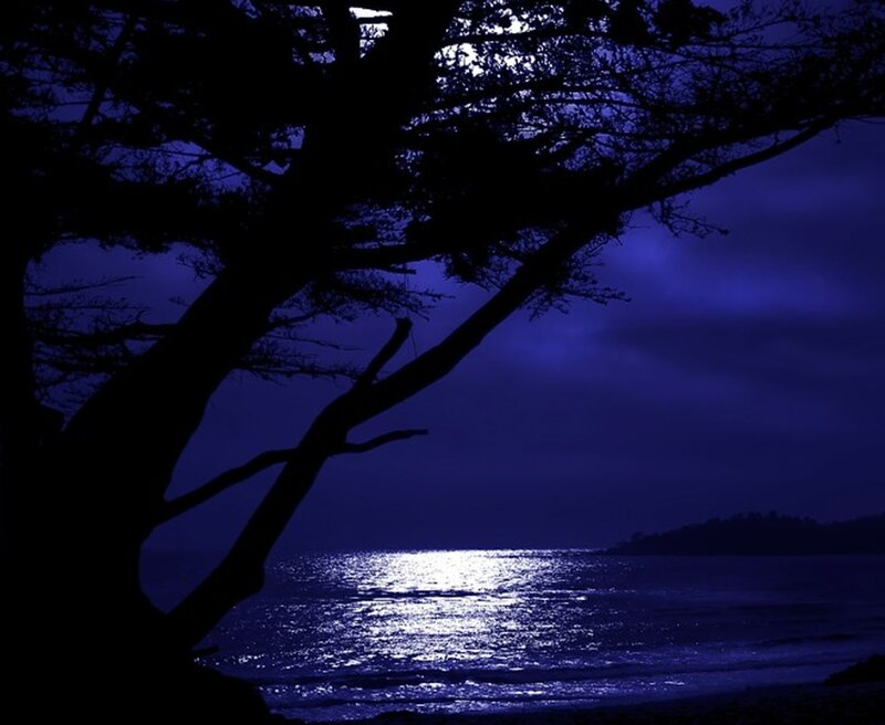 Silhouette of Tree by Water