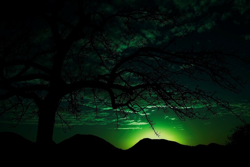 Silhouette of Tree — Green