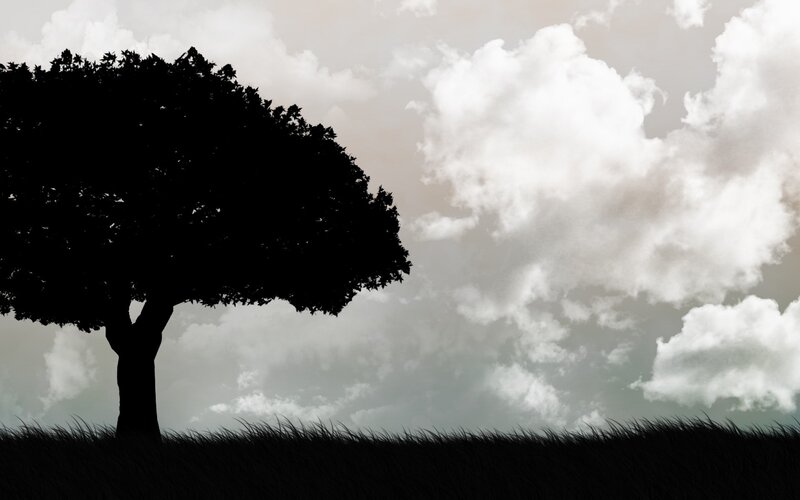 silhouette of tree in field