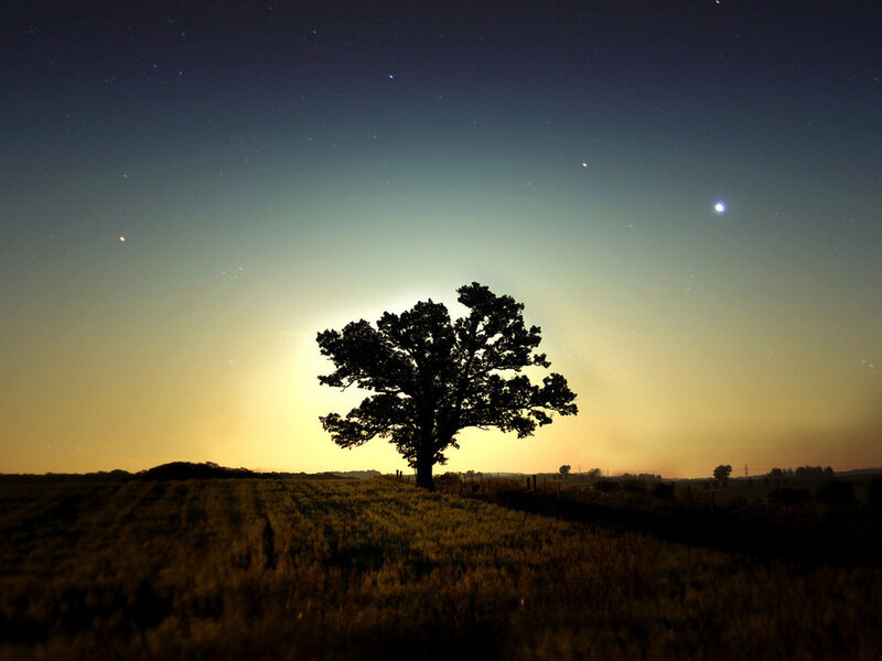 Silhouette of Tree in Field — Yellow