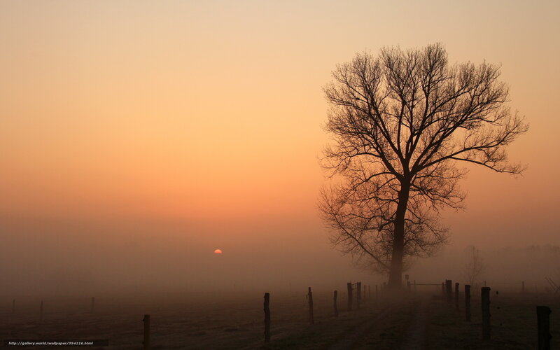 Silhouette of Tree in Fog