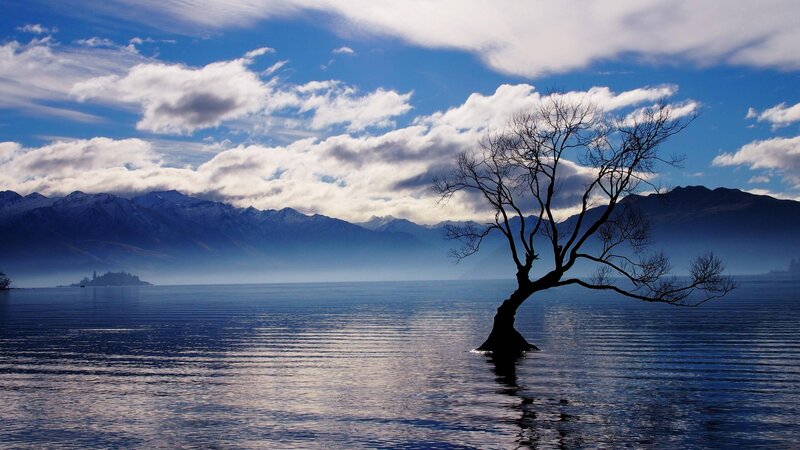 Silhouette of Tree in Lake