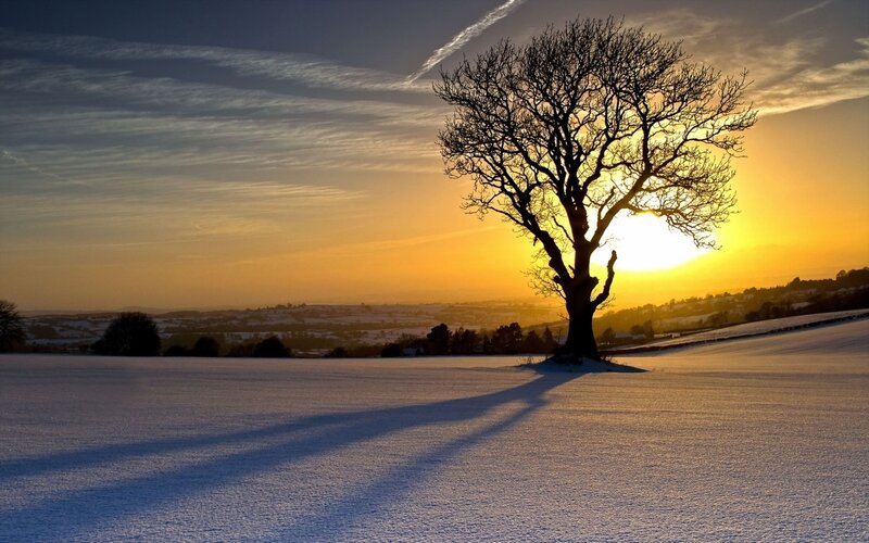 Silhouette of Tree in Snow