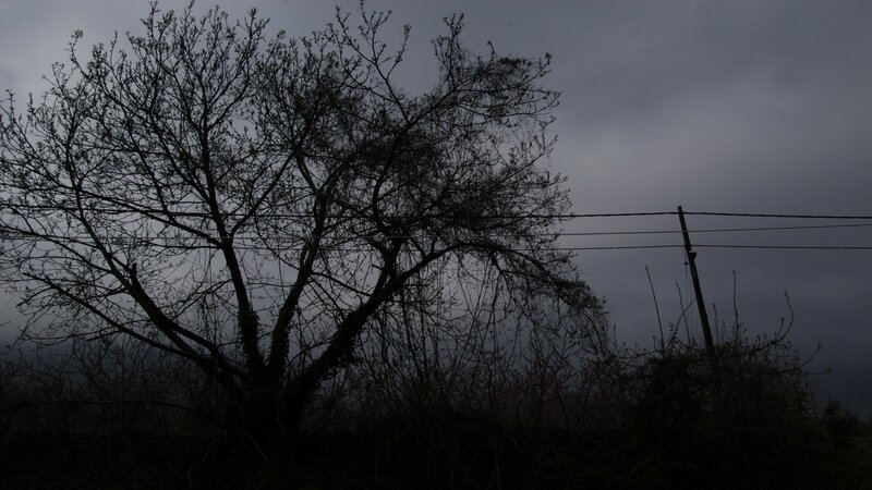 silhouette of tree in storm