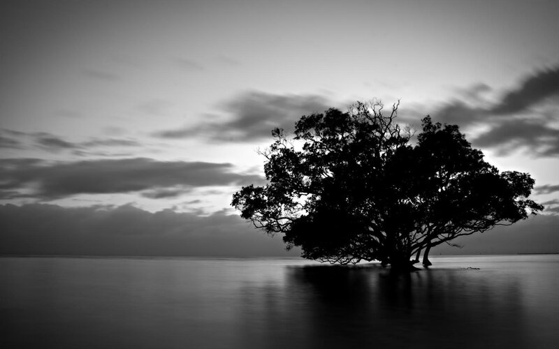 Silhouette of Tree in Water — Black