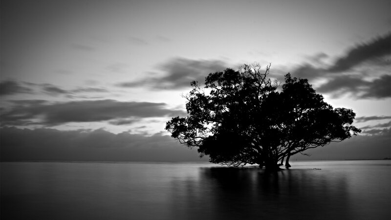 silhouette of tree in water