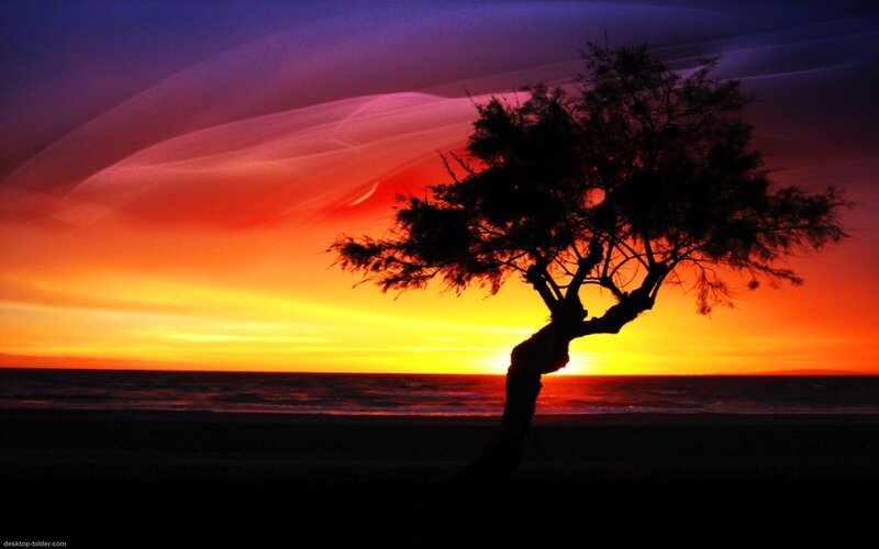 Silhouette of Tree on Beach
