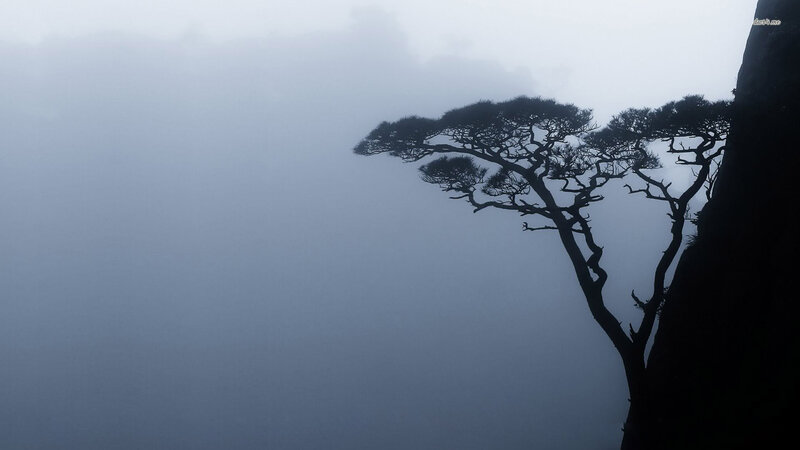 Silhouette of Tree on Cliff — Gray