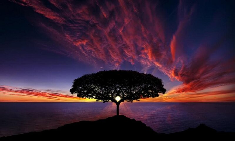 Silhouette of Tree on Cliff — Purple