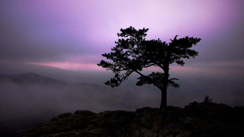 Silhouette of Tree on Cliff