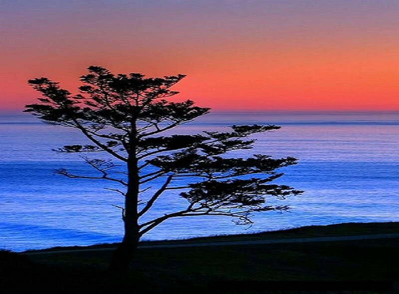Silhouette of Tree on Coast