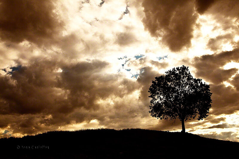 Silhouette of Tree on Hill — Brown, Dramatic