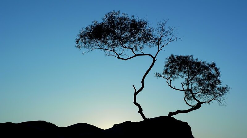 silhouette of tree on hill