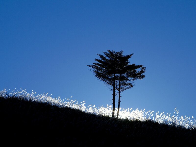 Silhouette of tree on hillside