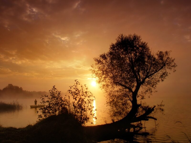Silhouette of Tree on Lake