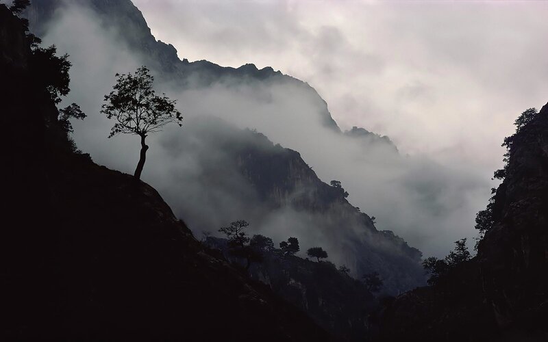Silhouette of Tree on Mountain — Gray