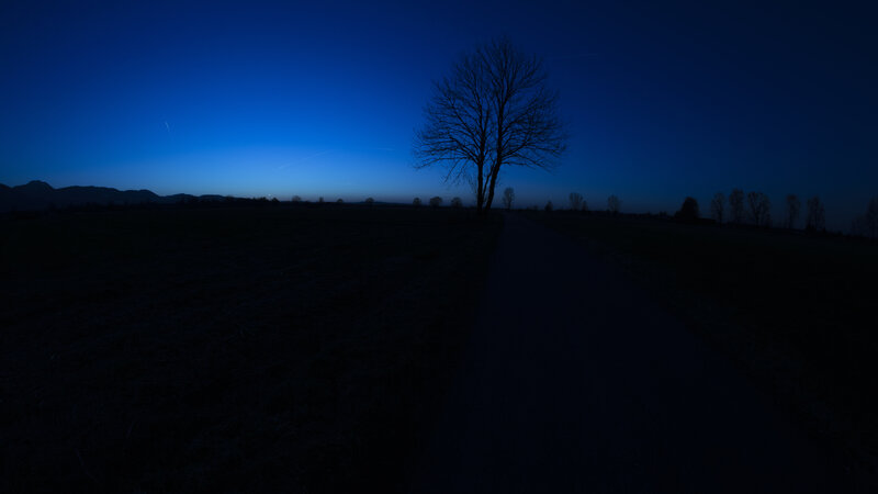 Silhouette of Tree on Path