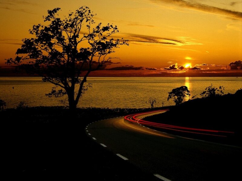 Silhouette of Tree on Road