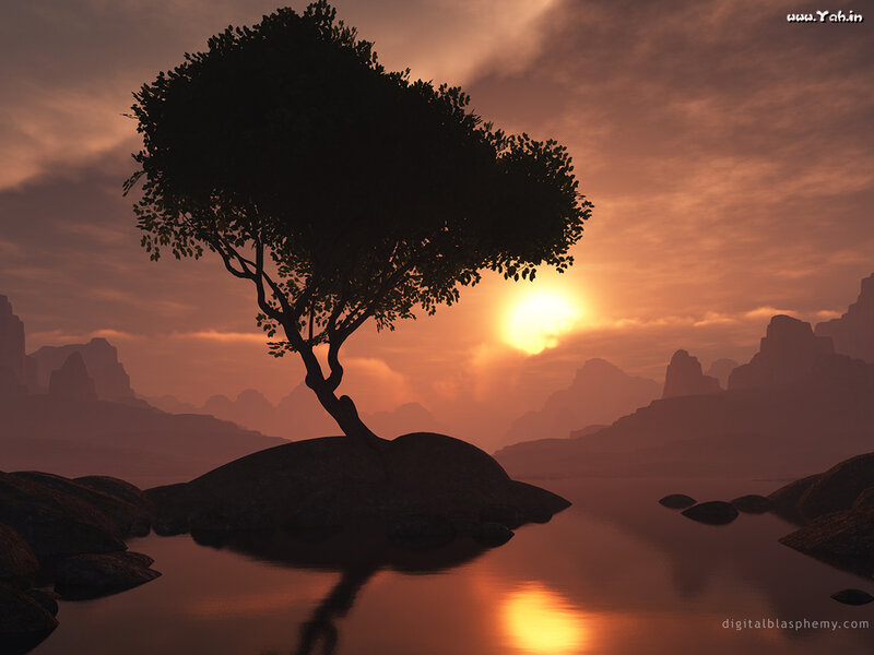 Silhouette of Tree on Rock — Orange