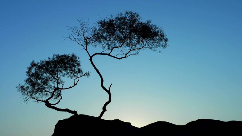 Silhouette of Tree on Rock
