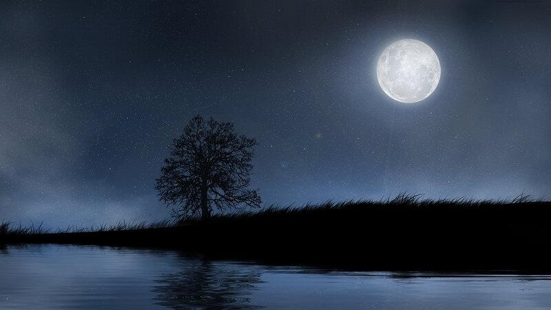 Silhouette of Tree on Shore — Blue, Serene