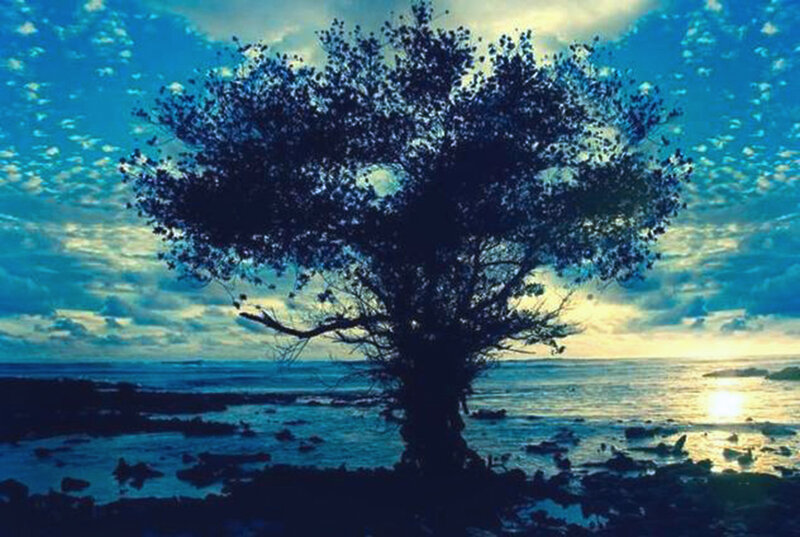 Silhouette of Tree on Shore — Blue