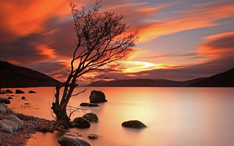 Silhouette of Tree on Shore — Orange