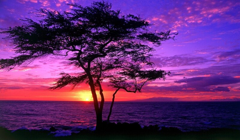 Silhouette of Tree on Shore — Purple