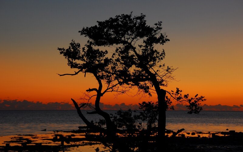 Silhouette of Tree on Shore