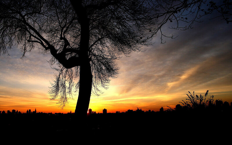 Silhouette of Tree — Orange, Dramatic, Sunset, Photograph, City Skyline, Sky, Clouds