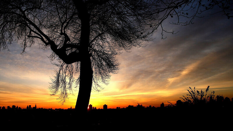 Silhouette of Tree — Orange, Dramatic, Sunset, Photograph, City Skyline