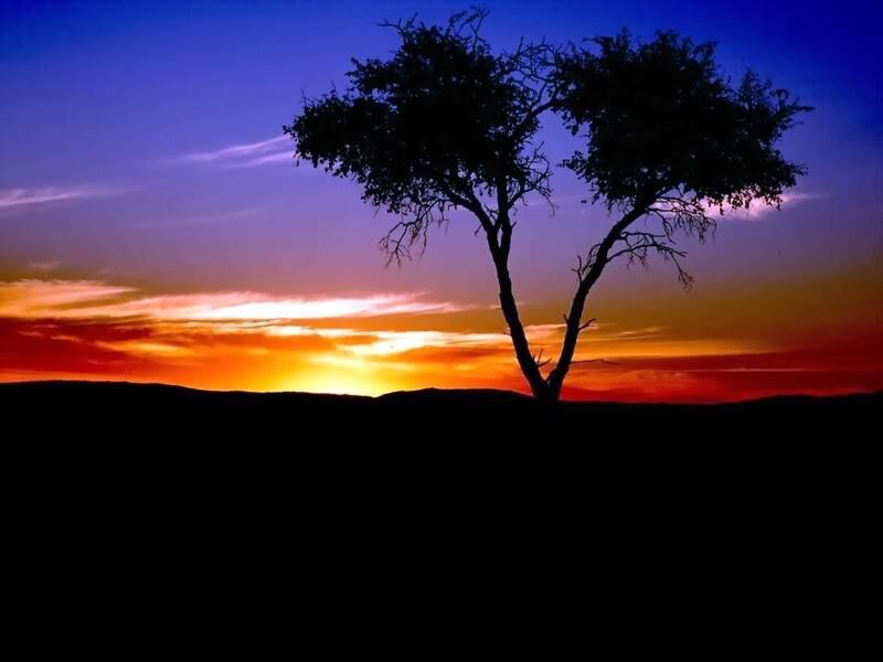 Silhouette of Tree — Orange, Dramatic, Sunset, Photograph, Sky, Horizon, Purple