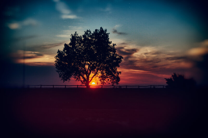 Silhouette of Tree — Orange, Dramatic, Sunset, Photograph, Sun, Fence