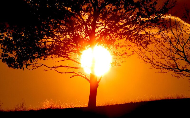 Silhouette of Tree — Orange, Dramatic, Sunset, Photograph, Sun, Sky, Grass