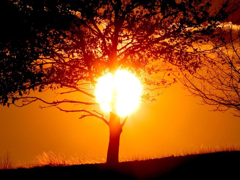 Silhouette of Tree — Orange, Dramatic, Sunset, Photograph, Sun, Sky, Grass, Yellow, Black