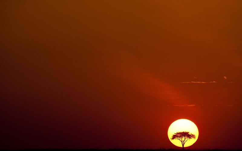 Silhouette of Tree — Orange, Dramatic, Sunset, Photograph, Sun