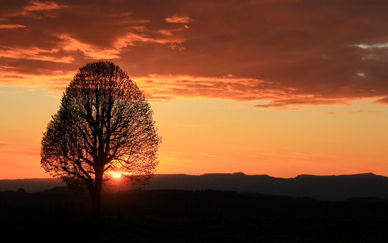 Silhouette of Tree — Orange, Dramatic, Sunset, Photograph